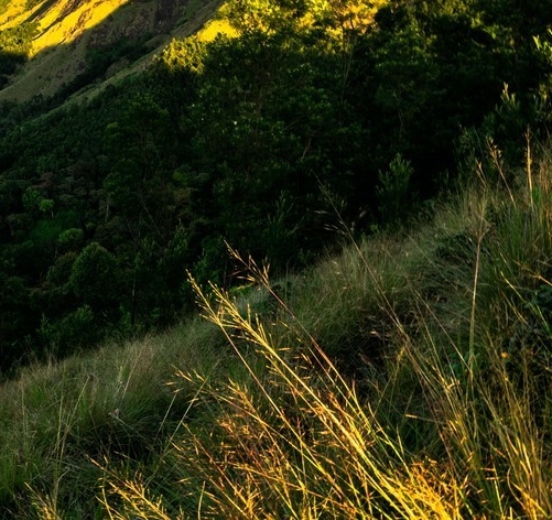 汉中粉象生活app