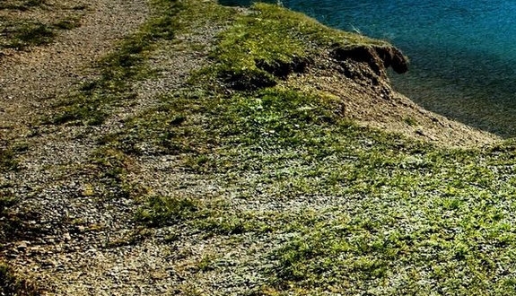 粉象生活的分享模式