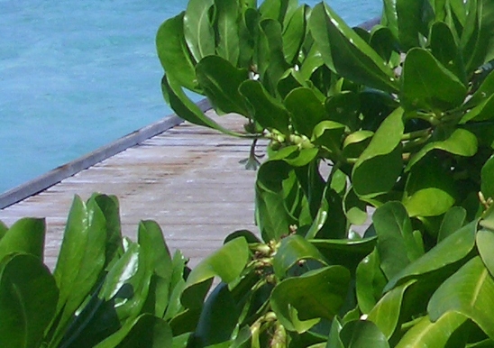 粉象生活怎么推广引流加粉丝