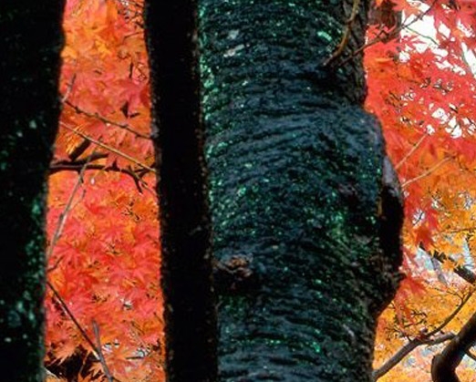 粉象生活怎么赚钱的