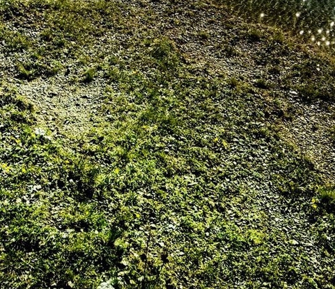 日有所诵大象朗诵