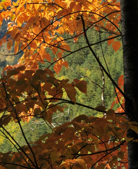 粉象生活赚钱教程