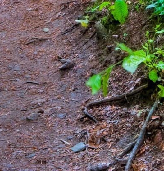 粉象生活邀请码