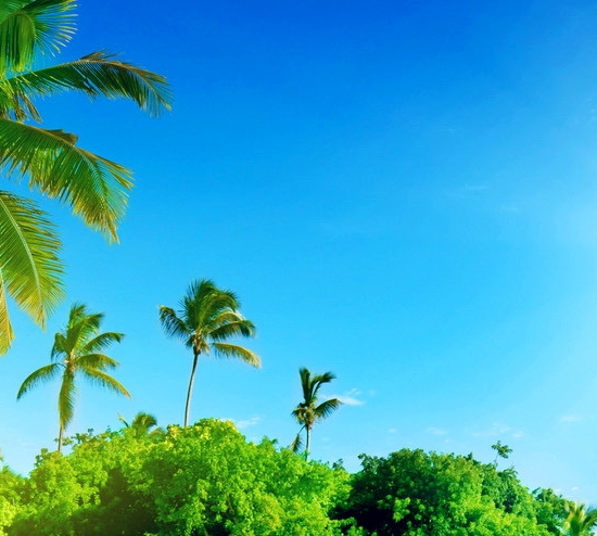 粉象生活虚假交易