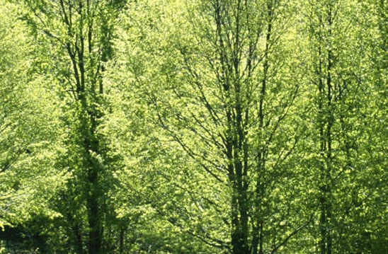 粉象生活可以赚钱吗