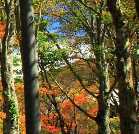 鸡西粉象生活app