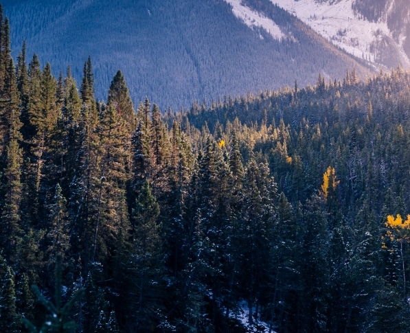 淘宝联盟和粉象哪个好