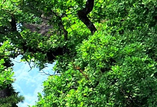 粉象生活跟高拥联盟对比