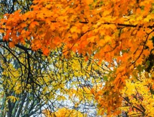 粉象生活如何免费获得流量