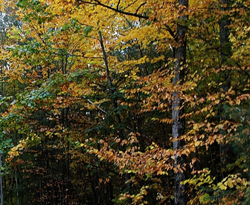 粉象生活优惠券真的便宜吗