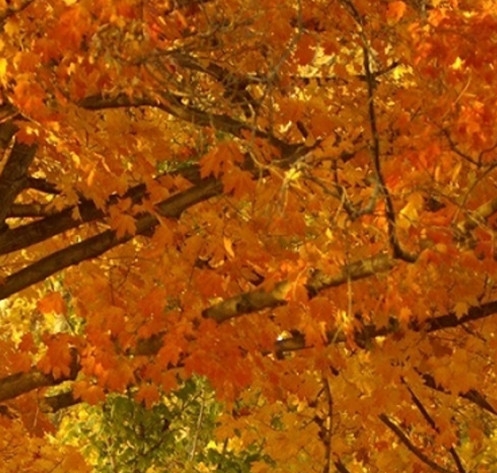 怎样更改粉象生活的推荐码