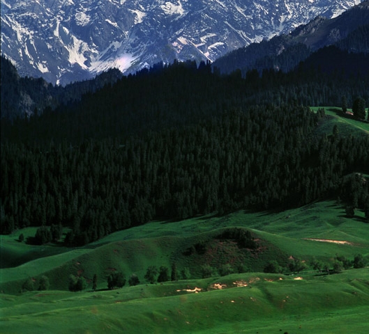 粉象生活砍价免费拿真的么