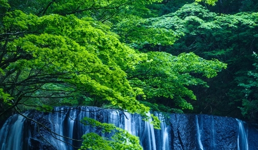 粉象生活下载