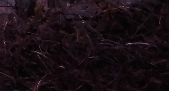 粉象生活下载app