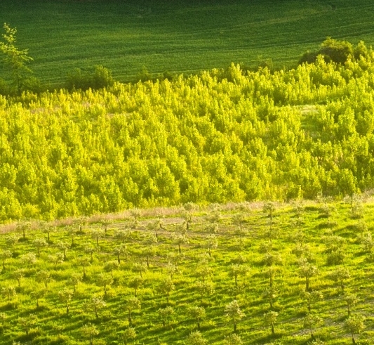 粉象生活下载app