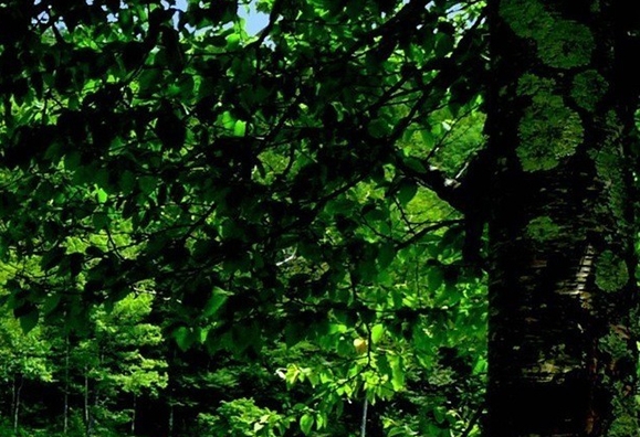 粉象生活一共几级代理