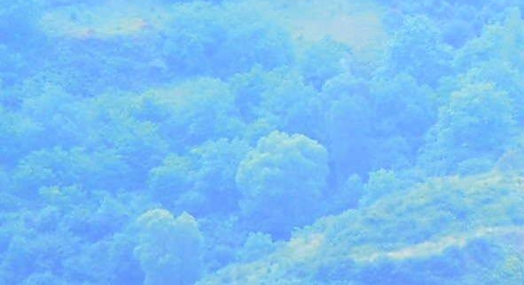 粉象是什么
