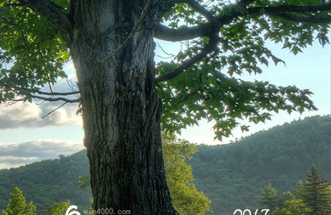 粉象生活做代理需要多少钱