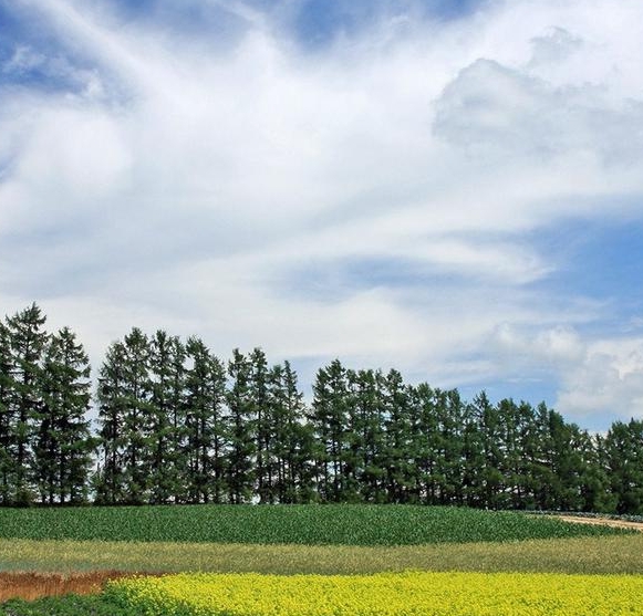粉象是个什么东西