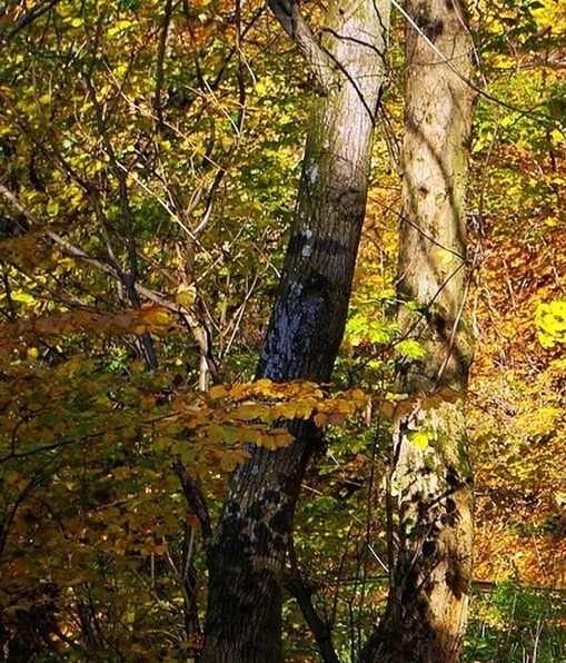 粉象生活怎么赚钱的