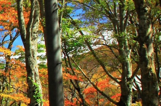 粉象生活是什么?