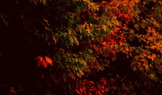 粉象生活开通会员有什么用