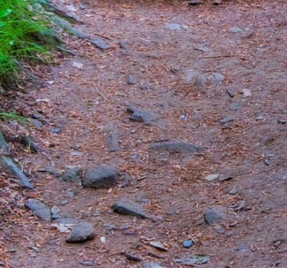 粉象生活收益怎么提现