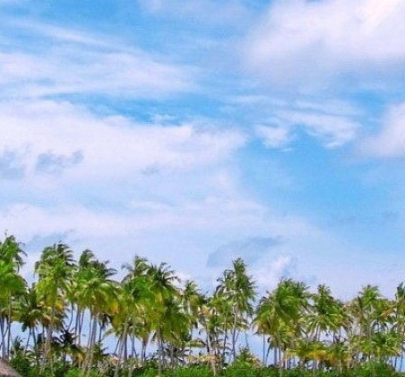 粉象生活下载app