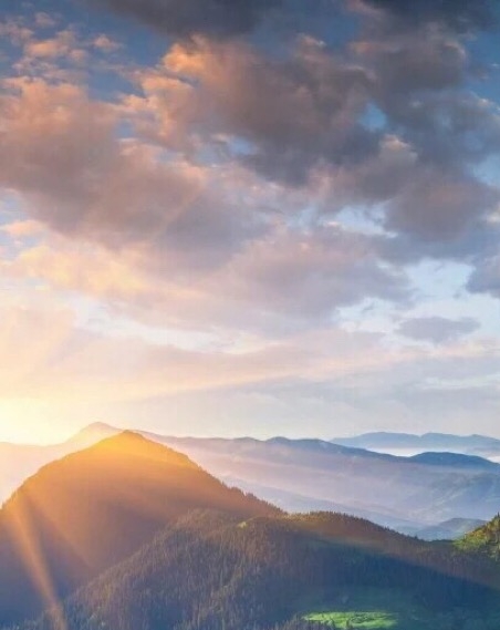 粉象生活的果园