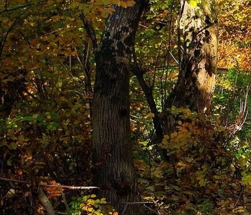 粉象生活小汽车