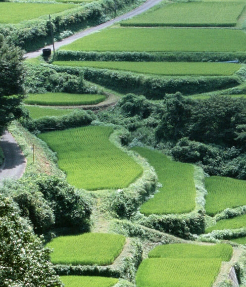 象帝先市场估值