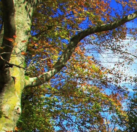 粉象怎么解绑淘宝