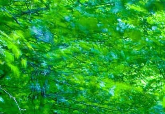 粉象生活真假查询