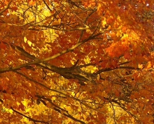 粉象生活可以赚钱吗