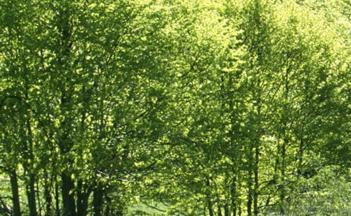 粉象生活是什么?