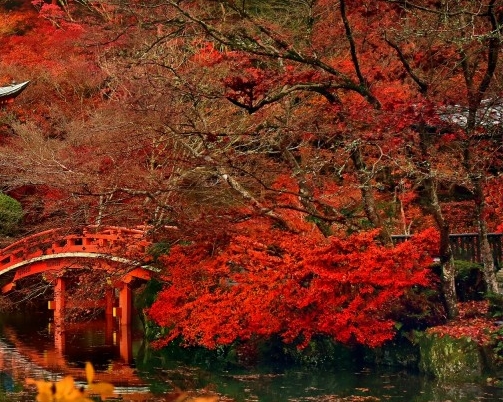 营口粉象生活代理