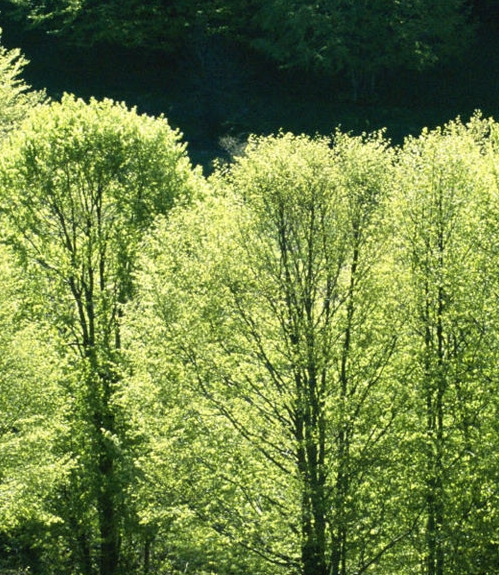 粉象生活真的吗