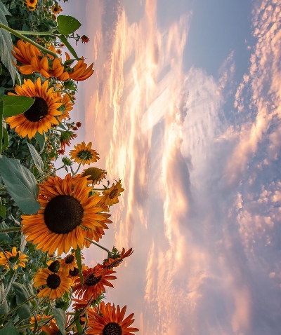 盘锦粉象生活vip