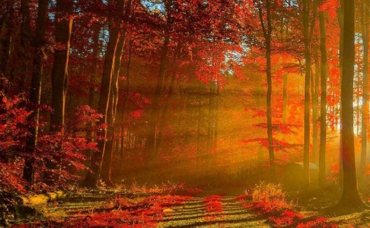 粉象生活怎么用淘宝