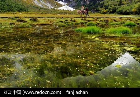 粉象生活运营招聘