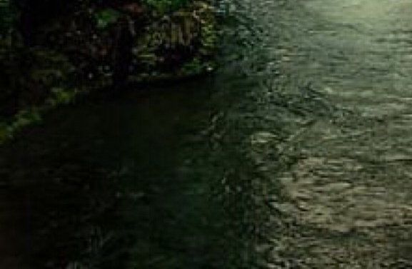 象拔肉的家常做法大全