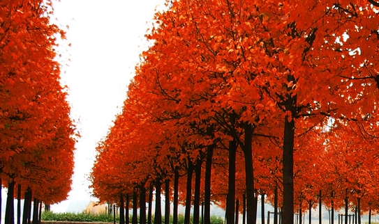 粉象生活如何开通优惠券