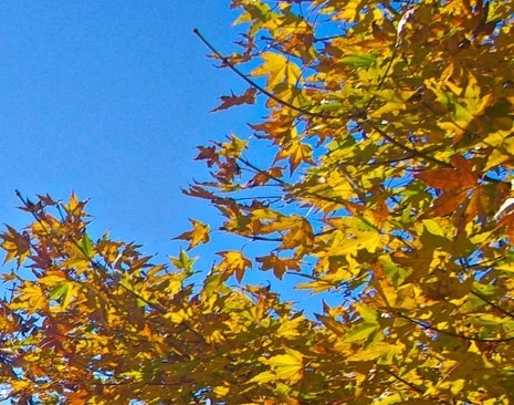 粉象生活邀请码