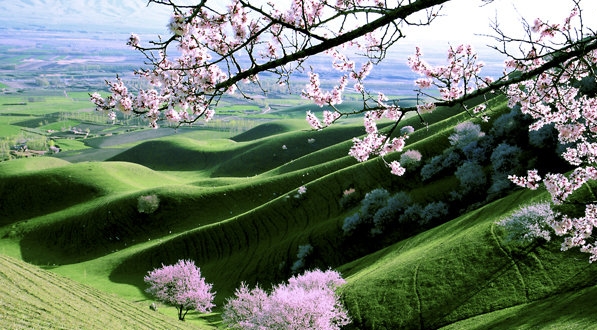 新西兰粉象生活如何加入