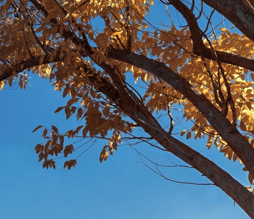 粉象生活邀请码