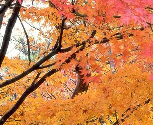 杭州粉象生活公司