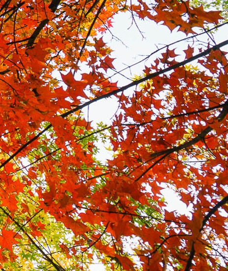 粉象生活的广告怎么取消