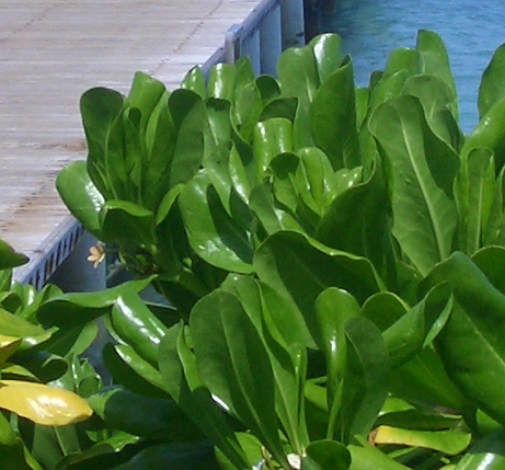 粉象生活邀请码