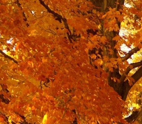 河南高端粉象生活软件