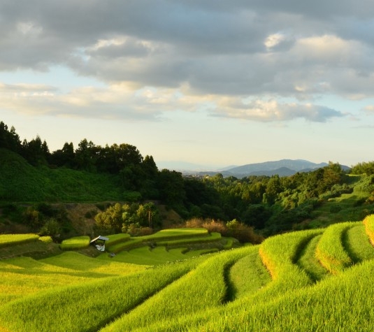 粉象生活是干嘛的